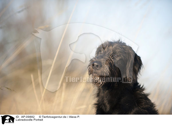 Labradoodle Portrait / Labradoodle Portrait / AP-09882