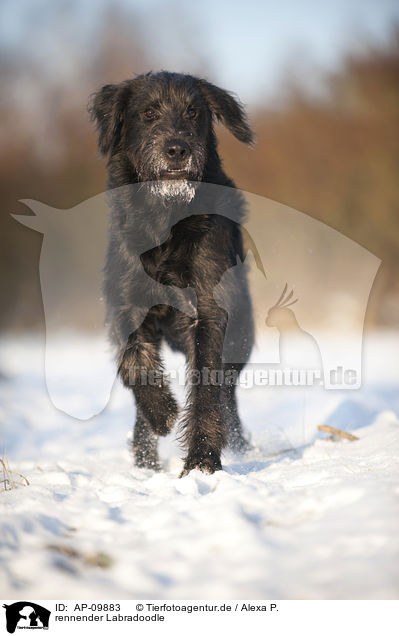 rennender Labradoodle / running Labradoodle / AP-09883