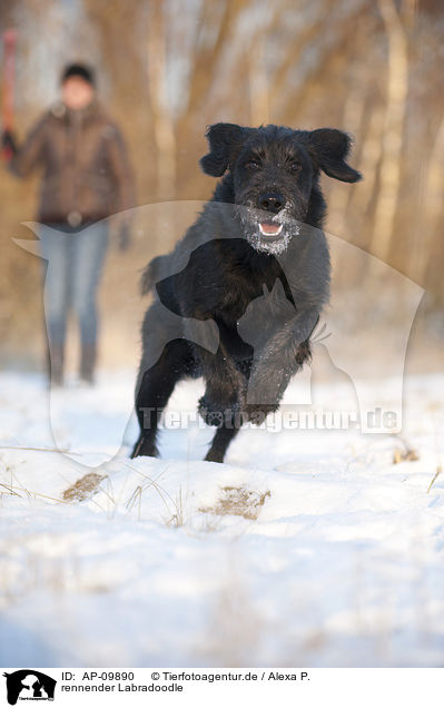 rennender Labradoodle / running Labradoodle / AP-09890