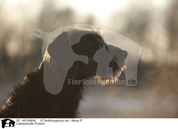 Labradoodle Portrait / Labradoodle Portrait / AP-09894
