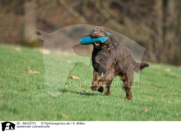 spielender Labradoodle / playing Labradoodle / AB-02741