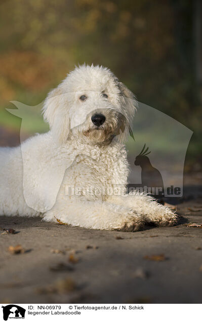 liegender Labradoodle / lying Labradoodle / NN-06979