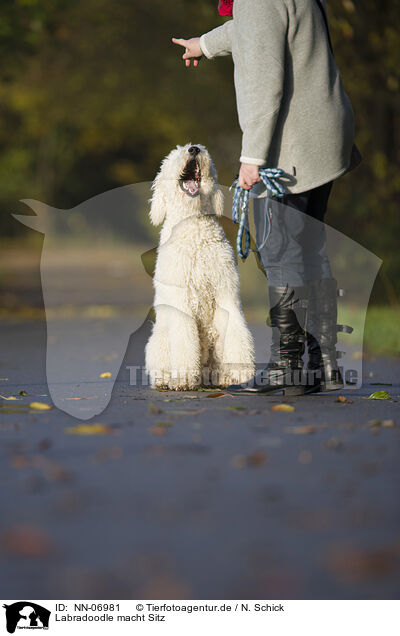 Labradoodle macht Sitz / sitting Labradoodle / NN-06981