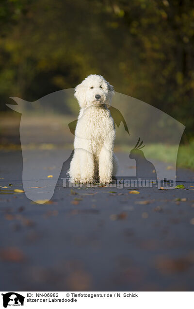 sitzender Labradoodle / sitting Labradoodle / NN-06982