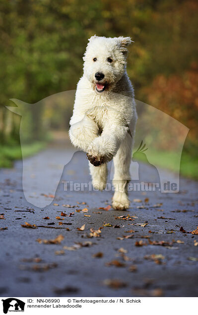 rennender Labradoodle / running Labradoodle / NN-06990