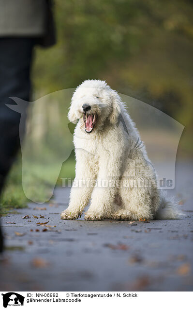 ghnender Labradoodle / yawning Labradoodle / NN-06992