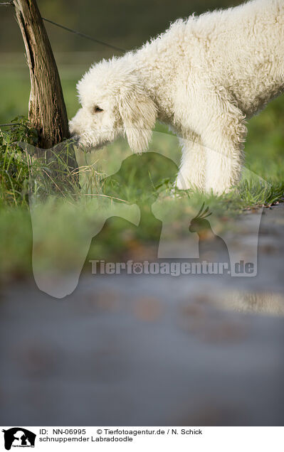 schnuppernder Labradoodle / snuffling Labradoodle / NN-06995