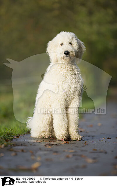 sitzender Labradoodle / sitting Labradoodle / NN-06996
