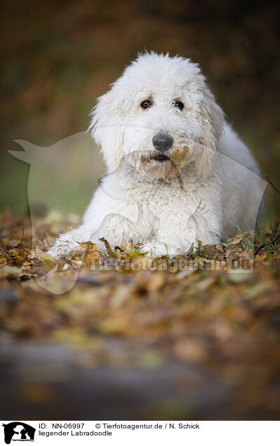 liegender Labradoodle / lying Labradoodle / NN-06997