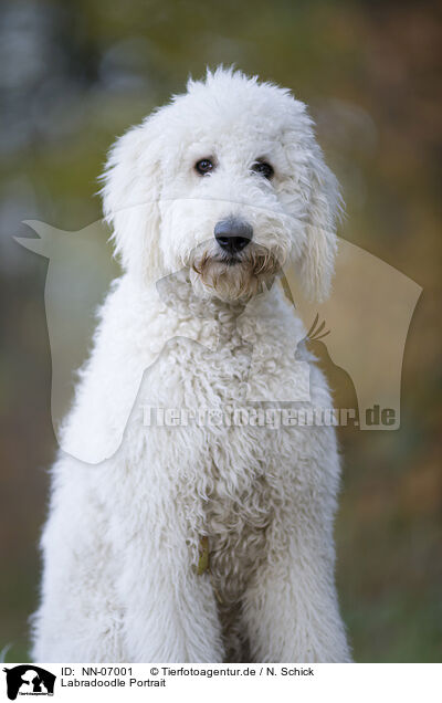 Labradoodle Portrait / Labradoodle Portrait / NN-07001