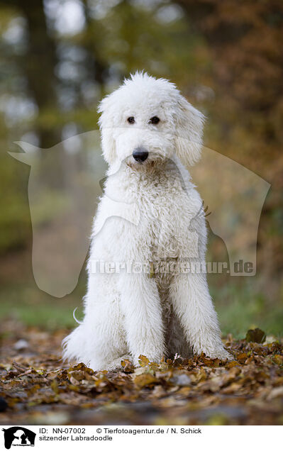 sitzender Labradoodle / sitting Labradoodle / NN-07002
