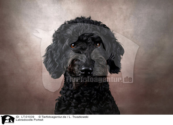 Labradoodle Portrait / Labradoodle portrait / LT-01039