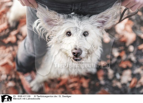 Mensch mit Labradoodle / human with Labradoodle / SSE-01128