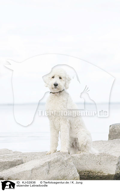 sitzender Labradoodle / KJ-02836