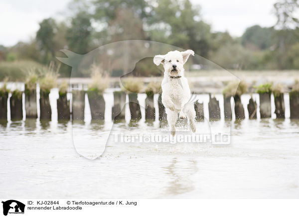 rennender Labradoodle / running Labradoodle / KJ-02844