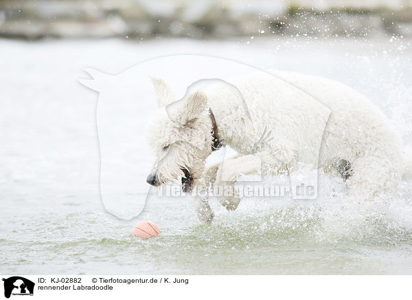 rennender Labradoodle / running Labradoodle / KJ-02882