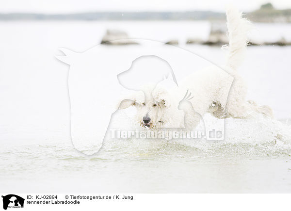 rennender Labradoodle / running Labradoodle / KJ-02894