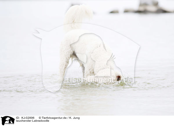 tauchender Labradoodle / diving Labradoodle / KJ-02896