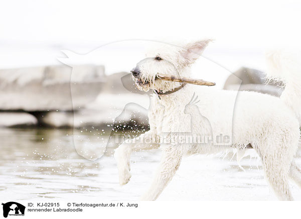 rennender Labradoodle / running Labradoodle / KJ-02915