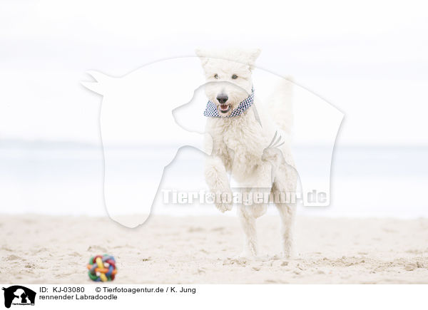 rennender Labradoodle / running Labradoodle / KJ-03080