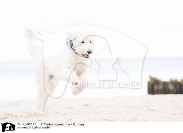 rennender Labradoodle / running Labradoodle / KJ-03085