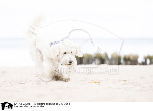 bremsender Labradoodle / stopping Labradoodle / KJ-03086