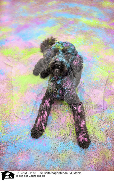 liegender Labradoodle / lying Labradoodle / JAM-01418