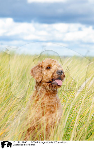 Labradoodle Portrait / Labradoodle Portrait / IF-13906