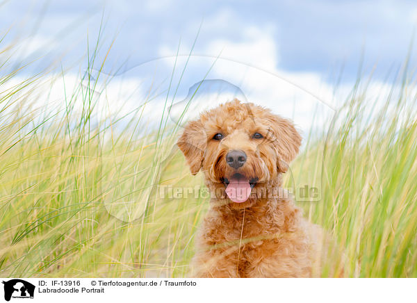 Labradoodle Portrait / Labradoodle Portrait / IF-13916