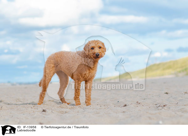 Labradoodle / IF-13958
