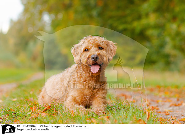 liegender Labradoodle / IF-13984