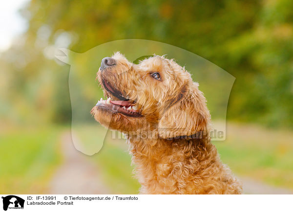 Labradoodle Portrait / IF-13991
