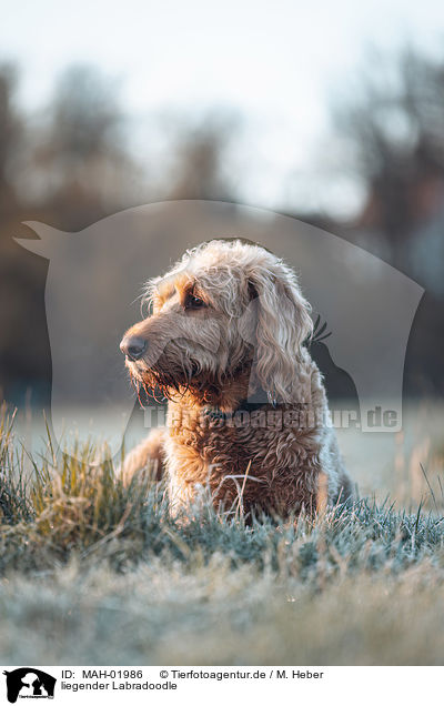 liegender Labradoodle / lying Labradoodle / MAH-01986