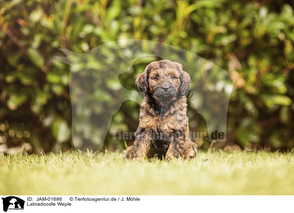 Labradoodle Weple / Labradoodle Puppy / JAM-01686