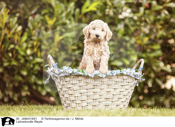 Labradoodle Weple / JAM-01691