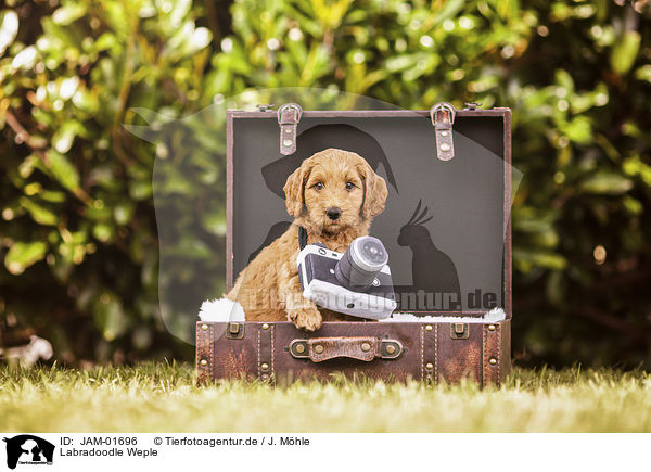 Labradoodle Weple / Labradoodle Puppy / JAM-01696