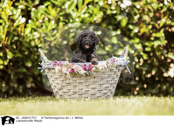 Labradoodle Weple / Labradoodle Puppy / JAM-01701