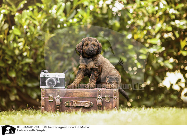 Labradoodle Weple / JAM-01704