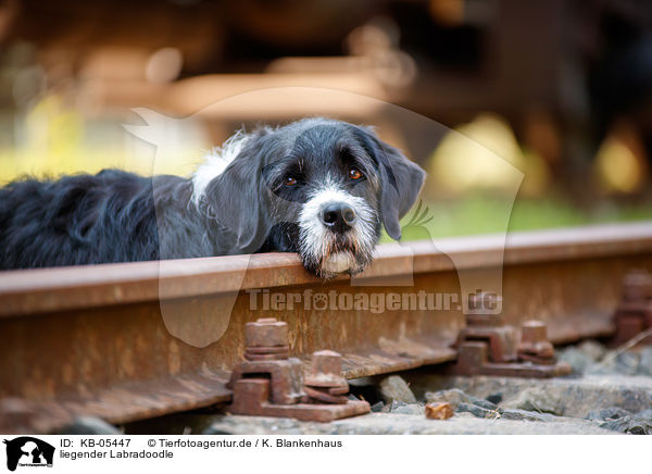 liegender Labradoodle / lying Labradoodle / KB-05447