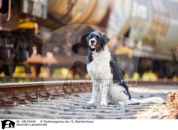 sitzender Labradoodle / sitting Labradoodle / KB-05449