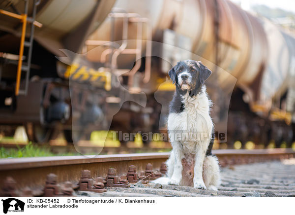 sitzender Labradoodle / sitting Labradoodle / KB-05452