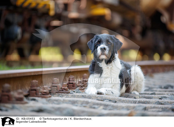 liegender Labradoodle / lying Labradoodle / KB-05453