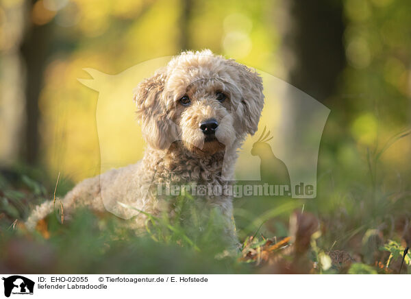 liefender Labradoodle / lying Labradoodle / EHO-02055