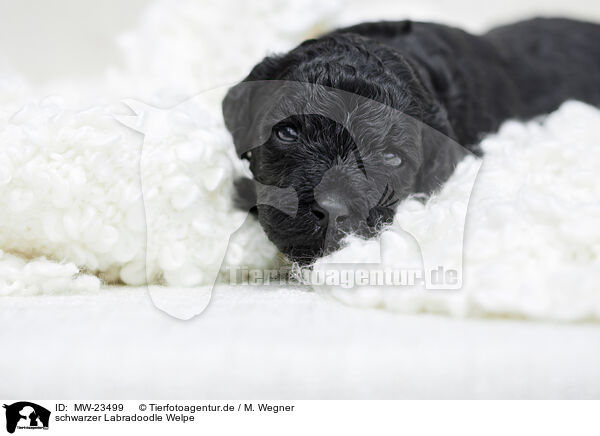 schwarzer Labradoodle Welpe / black Labradoodle Puppy / MW-23499