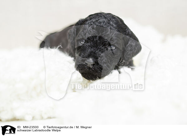 schwarzer Labradoodle Welpe / black Labradoodle Puppy / MW-23500
