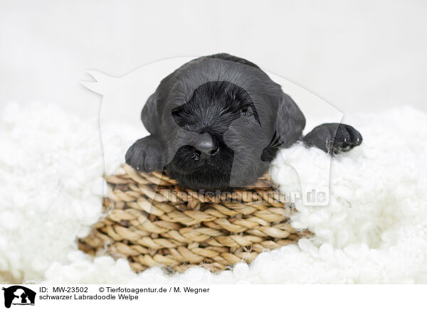 schwarzer Labradoodle Welpe / black Labradoodle Puppy / MW-23502