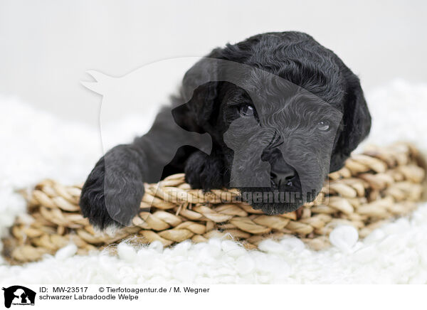 schwarzer Labradoodle Welpe / MW-23517