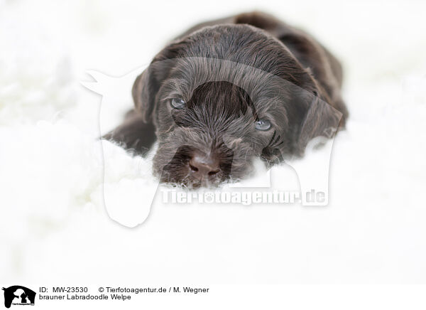brauner Labradoodle Welpe / brown Labradoodle puppy / MW-23530
