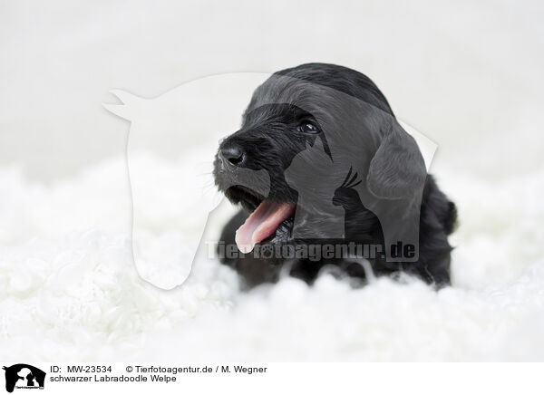 schwarzer Labradoodle Welpe / black Labradoodle Puppy / MW-23534