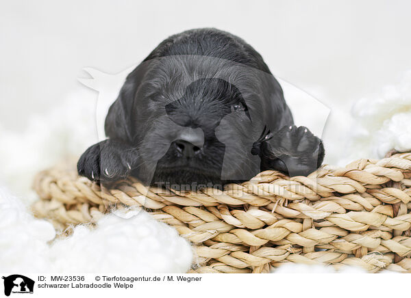 schwarzer Labradoodle Welpe / black Labradoodle Puppy / MW-23536